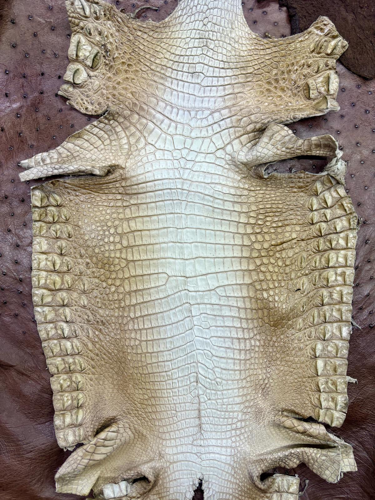 Full Moreletii Croc (Made to Order)